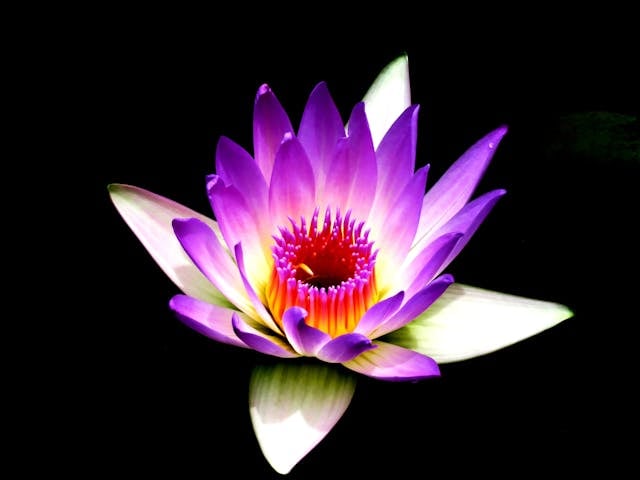 The Connection Between Flow, Faith, and Ikigai